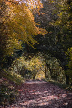 Country Walk