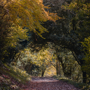 Country Walk